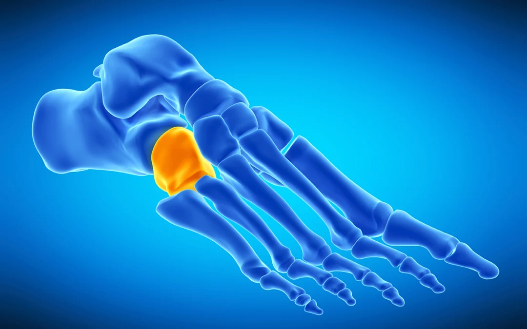Where Is the Cuboid Bone Located?